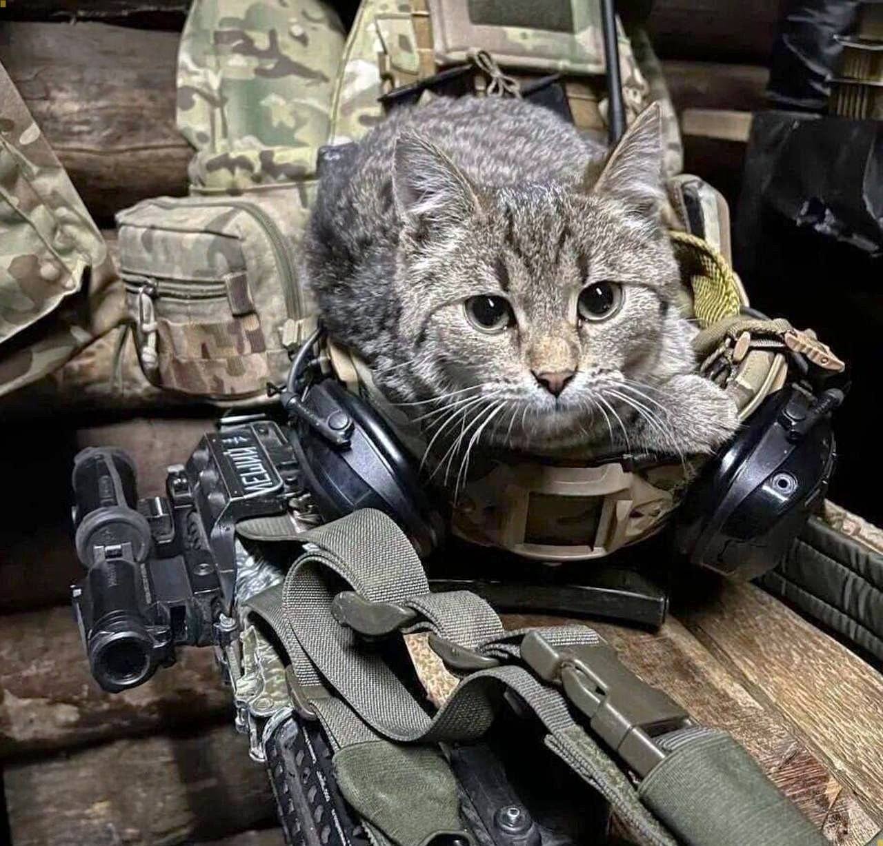 Участник LISNEO ,мужчина ,41, Starobil's'k | ИнтимЧат.РФ