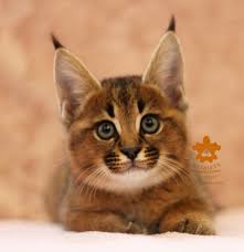 Участник KOT_OBORMOT   Tolbazy | ИнтимЧат.РФ